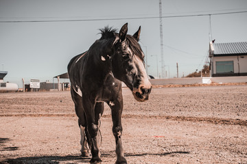 CABALLO