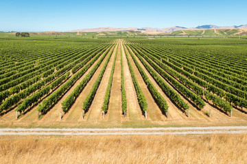 Fototapeta na wymiar rows of grapevine in New Zealand vineyards with copy space