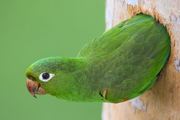 Hispaniolan Parakeet