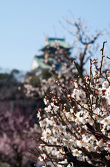 Scientific name is Prunus mume: Japanese apricot.