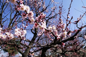 Scientific name is Prunus mume: Japanese apricot.
