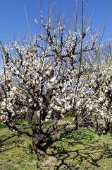 Scientific name is Prunus mume: Japanese apricot.