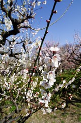 Scientific name is Prunus mume: Japanese apricot.