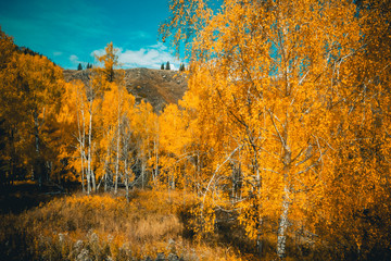 Fototapeta premium Asian Xinjiang scenery