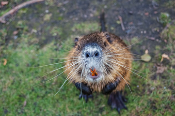 Nutria animal stands on its hind legs looking up.