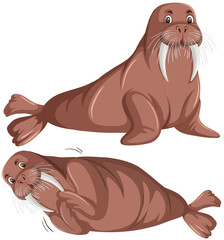 Set of walrus character