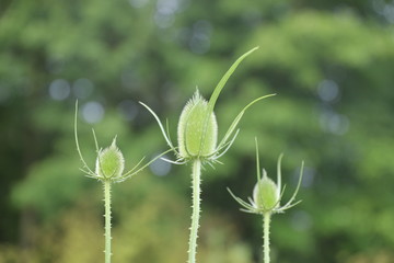 Three Green Buds