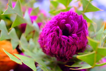 Macro view of dark purple red  flower in full blossom