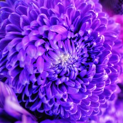 Special romantic deep purple velvet color chrysanthemum daisy flower in full blossom