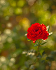 Red rose in a garden, beautiful soft green bokeh background