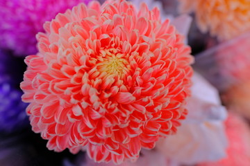 Special romantic pink purple velvet color chrysanthemum daisy flower in full blossom