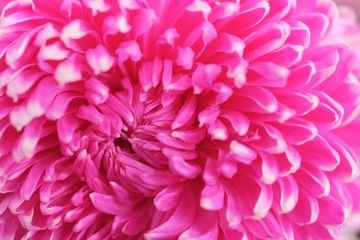 Obraz premium Special romantic pink purple velvet color chrysanthemum daisy flower in full blossom
