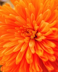 Macro view of special orange chrysanthemum daisy flower abstract texture in full blossom