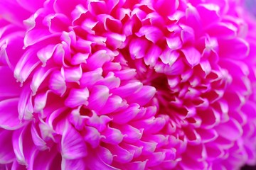 Special romantic pink purple velvet color chrysanthemum daisy flower in full blossom