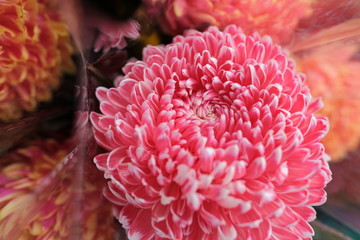 Special romantic pink purple velvet color chrysanthemum daisy flower in full blossom