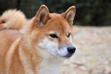 柴犬・真顔