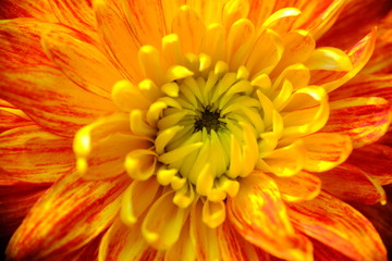 Macro view of special orange chrysanthemum daisy flower abstract texture in full blossom
