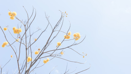 Cochlospermum regium or Suphannika (Thai)  or yellow cotton tree ,  yellow bright flowers in the morning fog  with blurred backgraound . In Thailand it is the provincial flower .