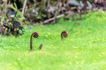 Fern Fronds Chile