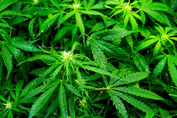 Green background of leaves. In door grow hemp. Cannabis at the beginning of flowering. Medicinal...