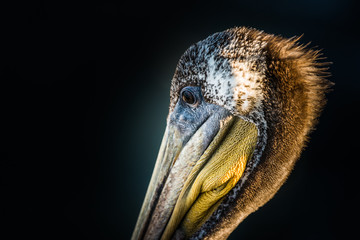 Brown Pelican Portrait on Black