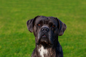 Dog breed Italiano Cane Corso