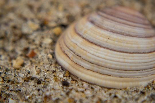 shell on the beach