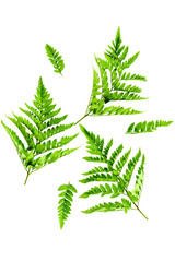Fern leaves on white background top view. Spring background