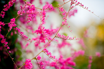 pink flowers in the garden
