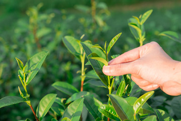 Picking tip of green tea leaf by  hand at tea plantation hill