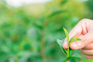 Picking tip of green tea leaf by  hand at tea plantation hill