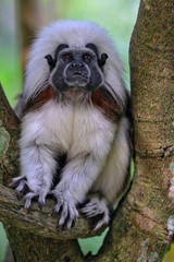 Singapore Zoo Singapore