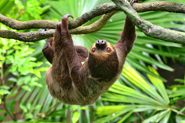 Singapore Zoo Singapore © Paul James Bannerman