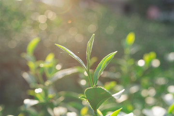 Green tea leaves in a tea plantation