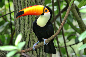 Singapore Zoo Singapore