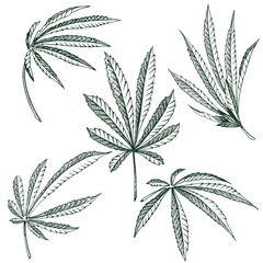 Vector Hemp plant illustrations set of 5 leaves of black and white cannabis isolated clip art