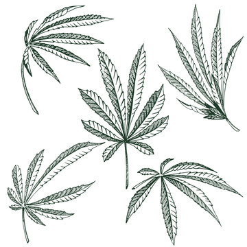23 741 Best Weed Plant Drawing Images Stock Photos Vectors Adobe Stock