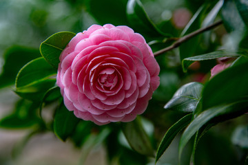 Beautiful pink japanese camelia bush with leaves and branch in shinjuku park. This flower is blooming and known as Japanese rose.
