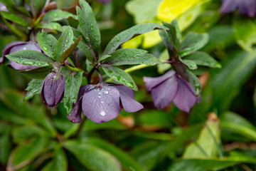 Obraz premium Purple flower with bell-shape blossom amd water drops on petals and leaves during the Spring time in Shinjuku park, Tokyo.