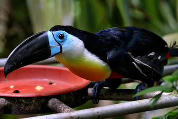 Singapore Zoo Singapore