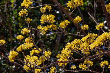 Close up mimosa flowers on the branch  with bright yellow color in the Spring time