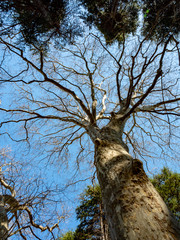 Fototapeta na wymiar Tall tree with no leaves standing among other trees in the park with bluesky background during the early Spring in Shinjuku park, Tokyo, Japan.
