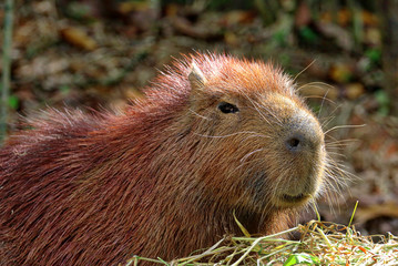 Singapore Zoo Singapore