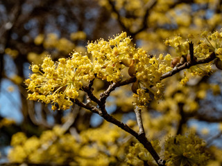 Close up mimosa flowers on the branch  with bright yellow color in the Spring time