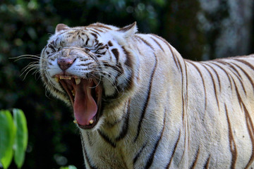 Singapore Zoo Singapore