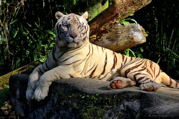 Singapore Zoo Singapore