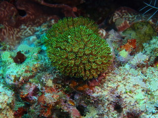Naklejka na ściany i meble The amazing and mysterious underwater world of Indonesia, North Sulawesi, Bunaken Island, stone coral