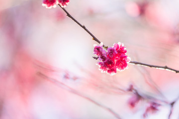 cherry blossoms