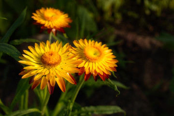 Close up of three yellow, orange strawflower with dark background