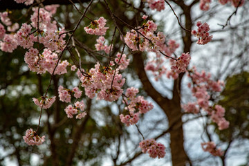 Sakura flowers or cherry blossoms in Tokyo, Japan during Spring time. Close up of flower’s petals, pollen and tree branches in Shinjuku park.